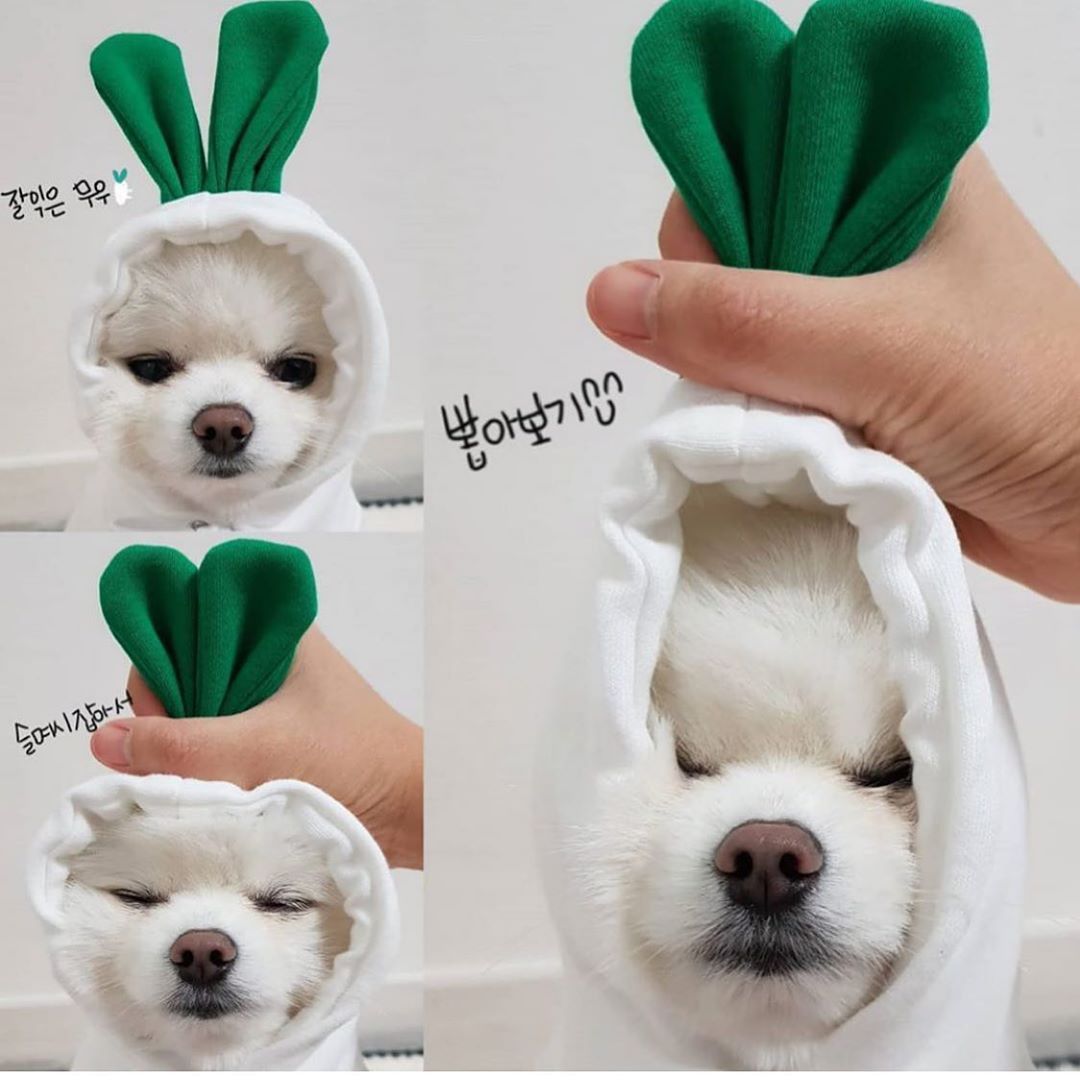 Cute Fruit Dog Hoodie – Warm Fleece Outfit for Small Dogs & Cats 🍓🍊🐾