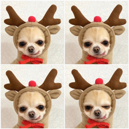 Cute Fruit Dog Hoodie – Warm Fleece Outfit for Small Dogs & Cats 🍓🍊🐾
