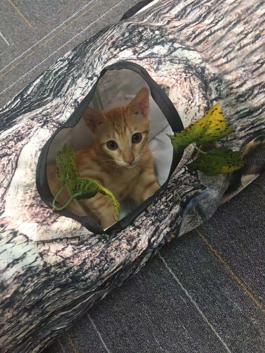 Cat Tunnel Toy – Foldable Pet Play Tube with Tree Pattern