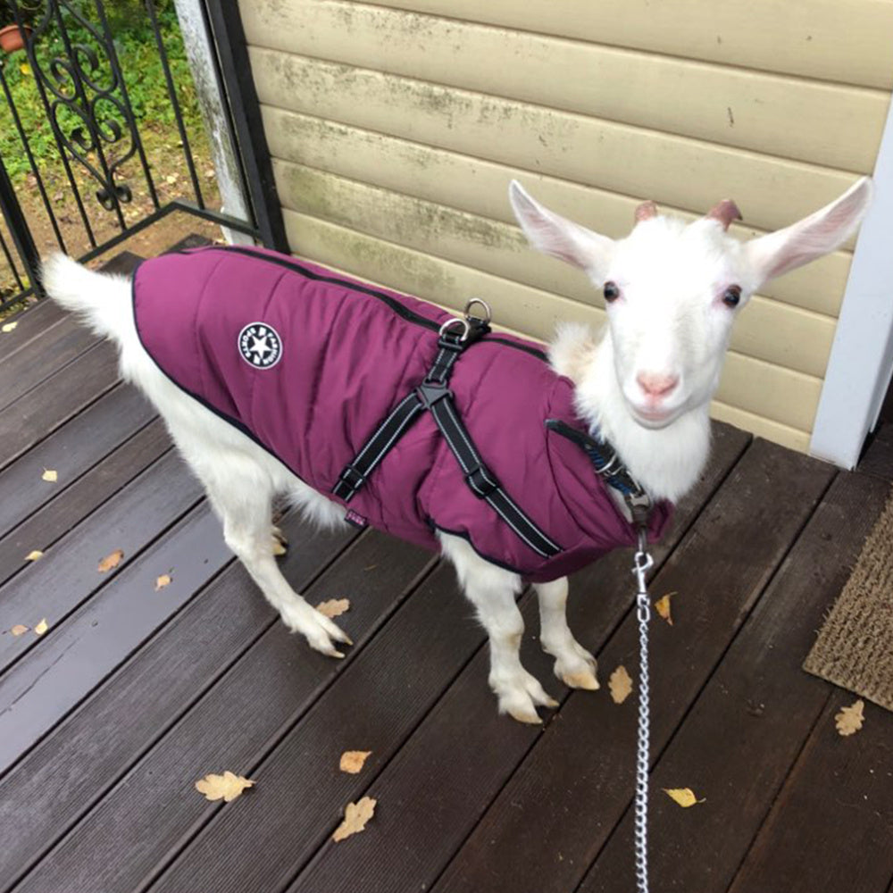 Waterproof Winter Dog Coat – Warm Jacket with Harness for Small & Large Dogs 🐶❄️
