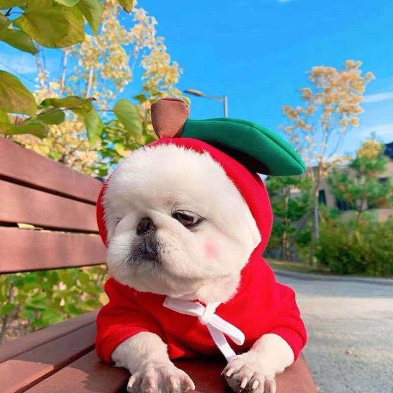 Cute Fruit Dog Hoodie – Warm Fleece Outfit for Small Dogs & Cats 🍓🍊🐾