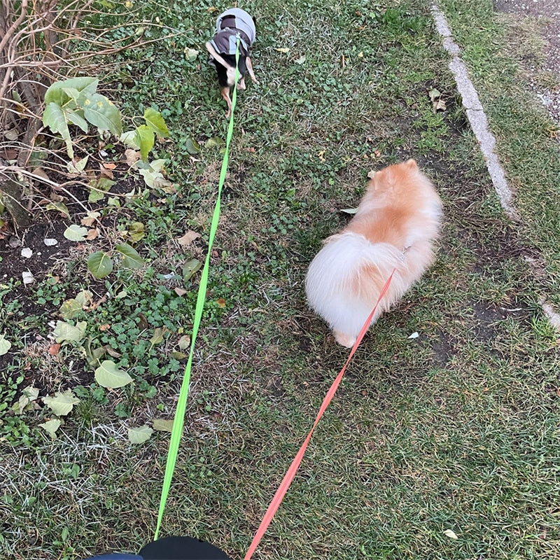 Dual Retractable Dog Leash with Lights – No-Tangle 360° for Small Dogs